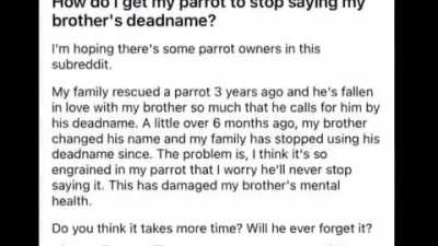🦜🦜🦜