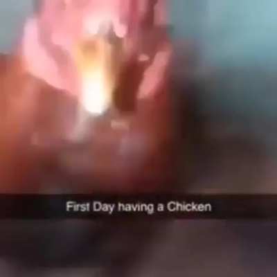 chicken
