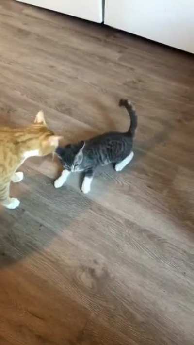 The one time we tried a collar