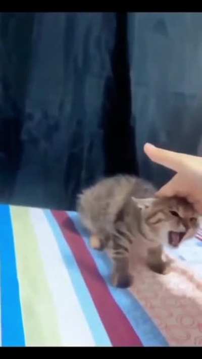 please do not the cat