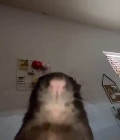 rat