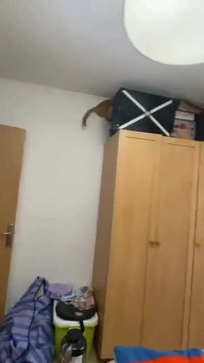 Super cat fetch
