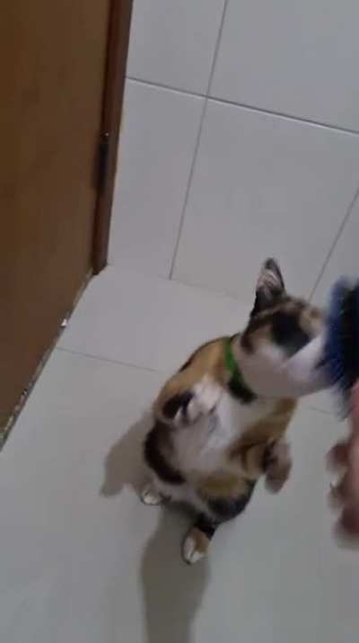 Brush the damn cat