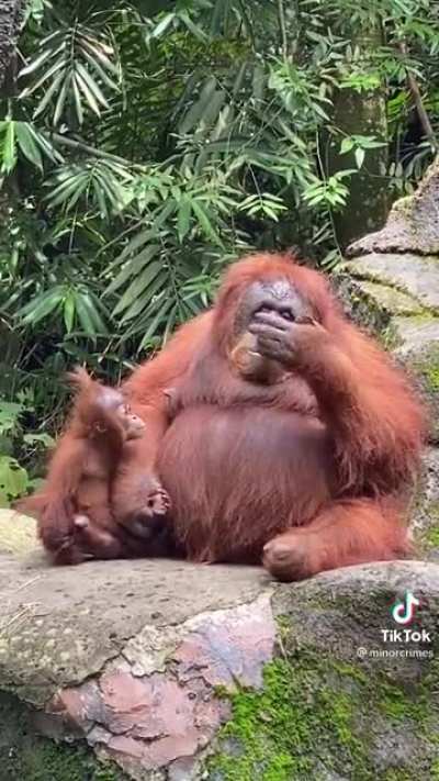 Orangutan puts on sunglasses