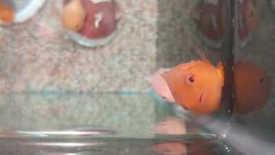 Lumpsuckers get their name as they're able to latch onto any surface utilizing their highly evolved pelvic fins.