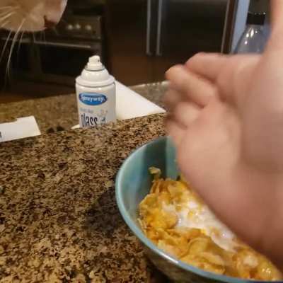 This snoopy fella just wouldn't leave my cereal alone!