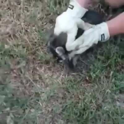 Helping out a stuck animal