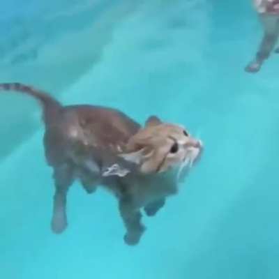 what da cat doin