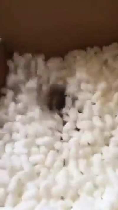 Someone loves the packing peanuts.