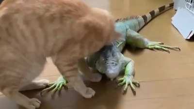 The cat found the best buddy.