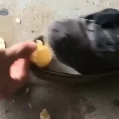 NOM NOM NOM