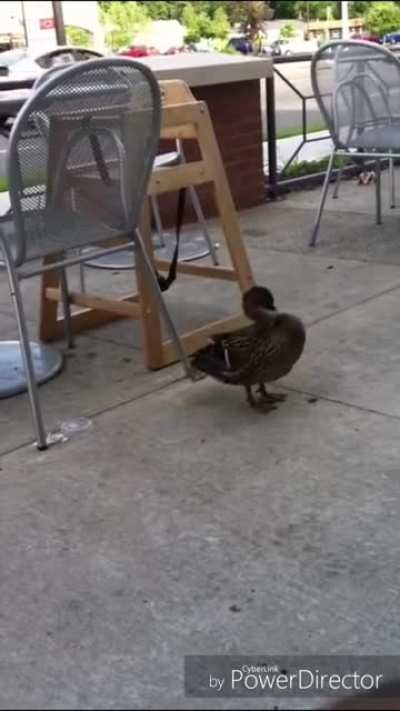 Coffee and ducks