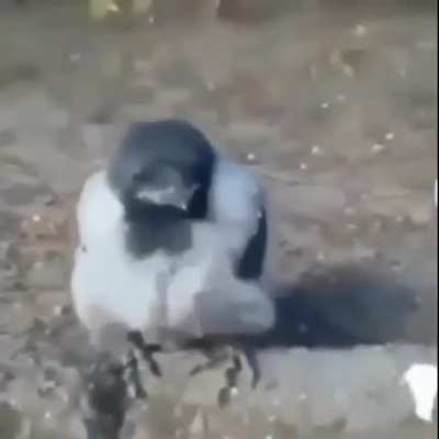 fofo