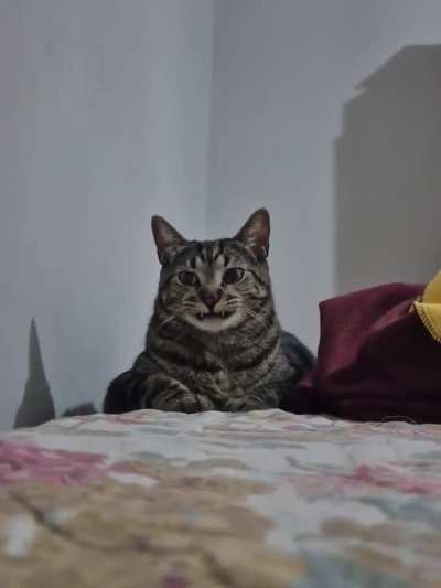 teefies