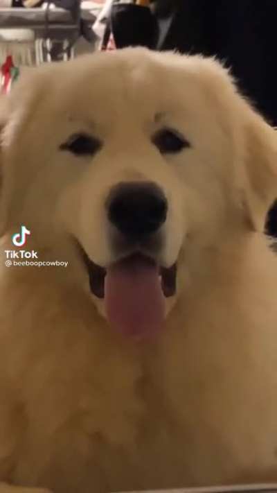 doog
