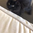 Derpy cat