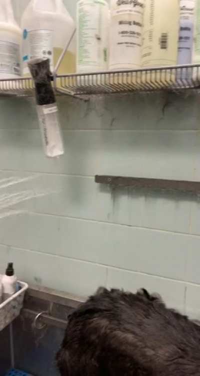 cleanup after deshedding a husky (ft. husky in question)