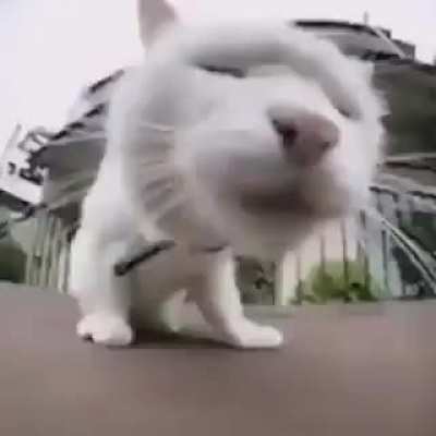 cat