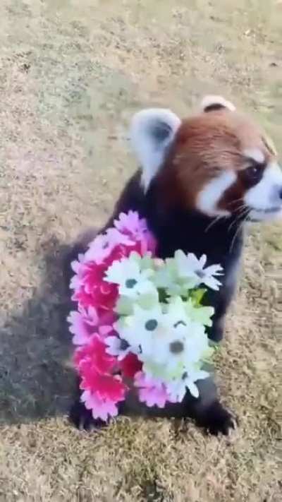 Hide your wife!