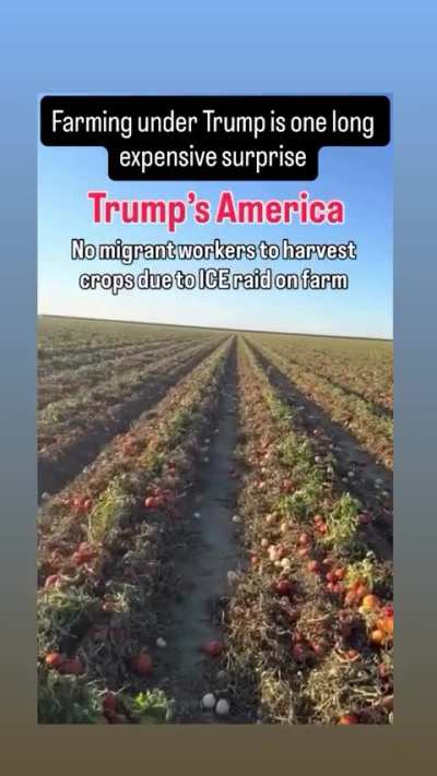 so MAGA farmers chased off immigrant farmworkers because Trump said they were taking American jobs, now they can’t find anyone to pick their crops. Funny how the pick-yourselves-up-by-the-bootstraps crowd suddenly needs someone else to do the work