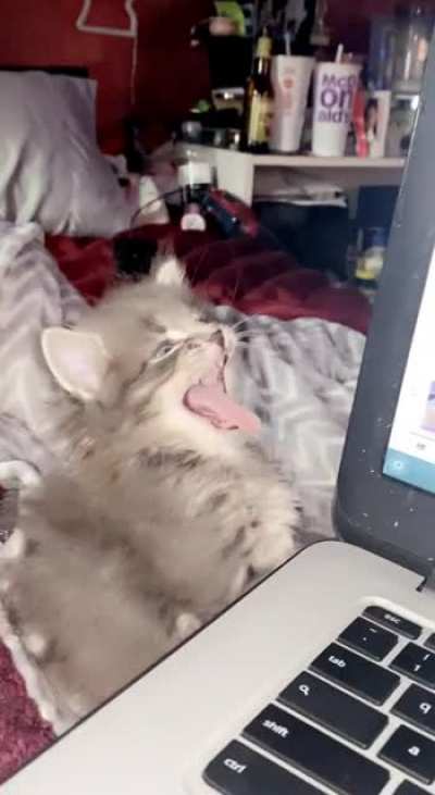 Rawrrrr