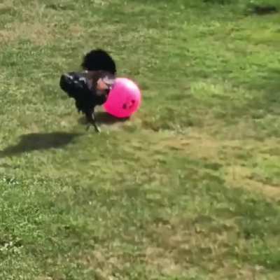 Ragnar kicking around the soccer ball