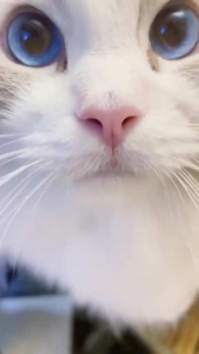 Cute cat