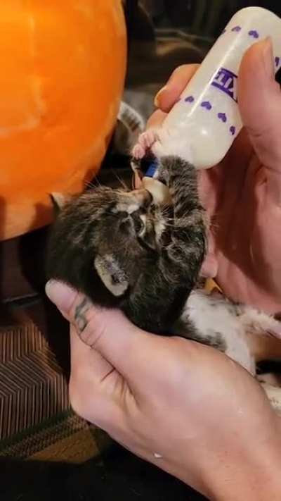 Our new foster!