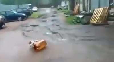 perro con coca de piña