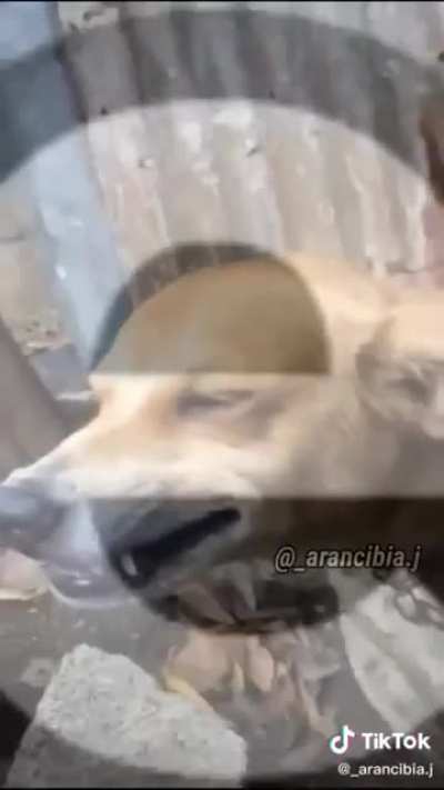 Todo un capo el Sanca