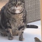 Birb fucking dies HD 720p