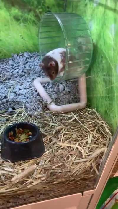 Hamster in poor conditions at a petstore in Chicagoland area: help needed
