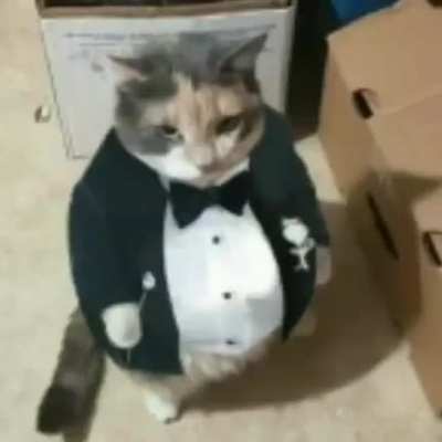 Miau