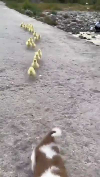 Heartwarming and Funny Pets Videos Your Daily Dose of Cuteness......