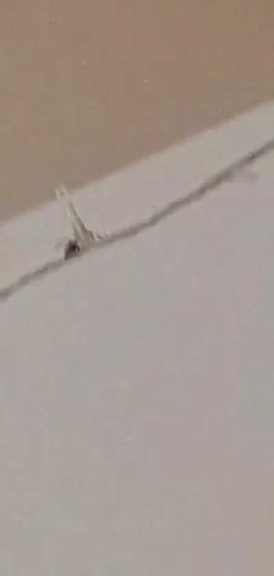 Sister finds a wasp