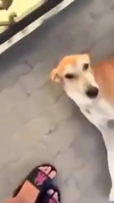Barking dog seldom bites