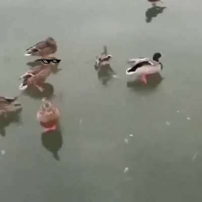 Duck!