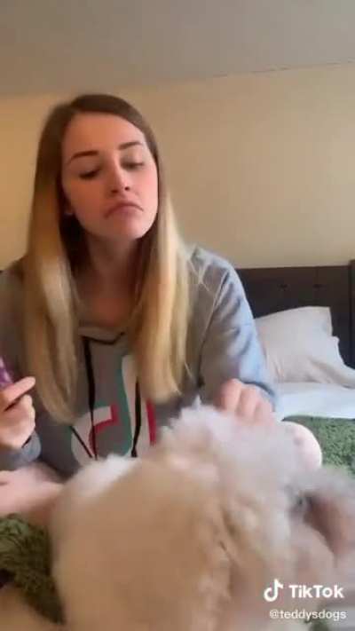 This poodle's makeover was fabulous