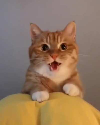 That Meow 😻