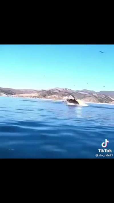 Whale eats a kayaker