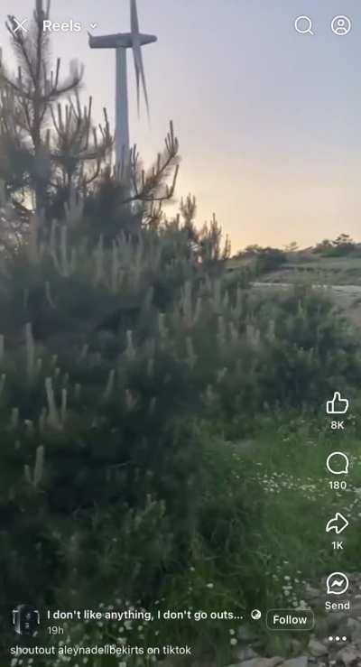 This tree