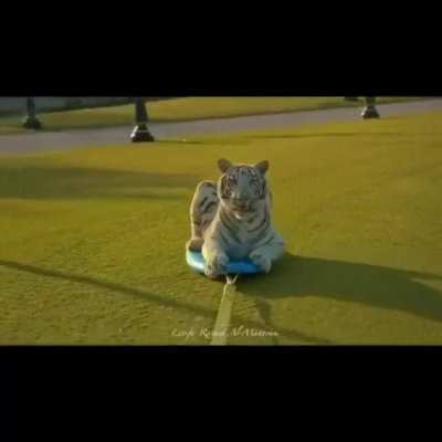 Heh big cats
