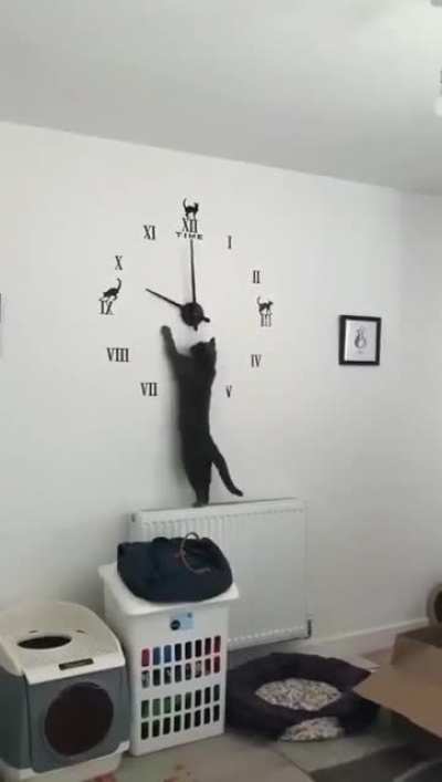 There. Now it's cat time.