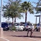 Just horsing around