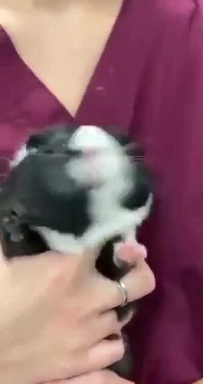 Guinea pig really isn't happy about the vets trip