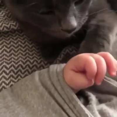 “Ok little human, we can be friends”
