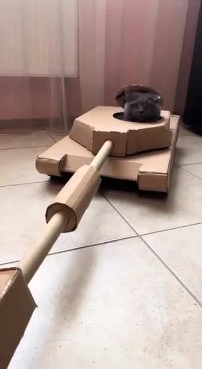 A Ukrainian cat is learning how to operate a tank to fight against Russians