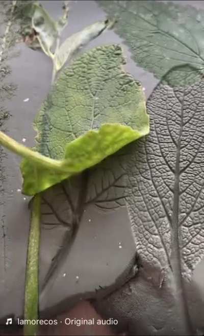 These beautiful leaf prints