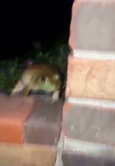 I thought this was a cat for a second