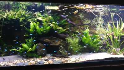 Tetra River tank